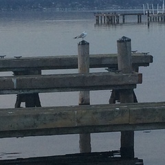 Larus delawarensis