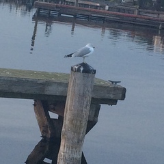 Larus delawarensis