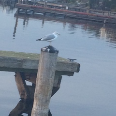 Larus delawarensis