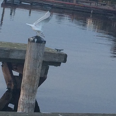 Larus delawarensis