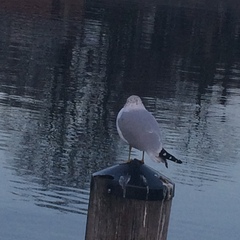 Larus delawarensis