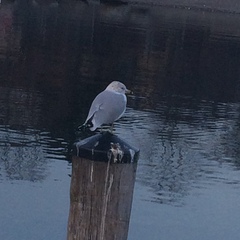 Larus delawarensis