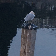 Larus delawarensis