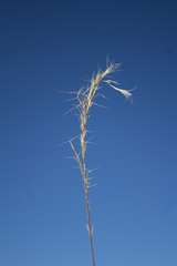 Aristida adscensionis