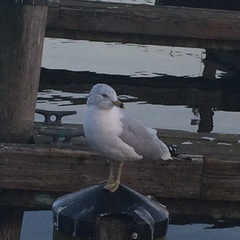Larus delawarensis