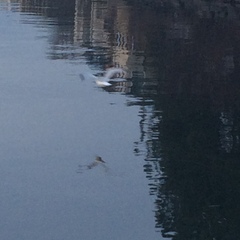 Larus delawarensis