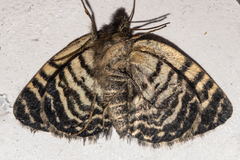 Dasyuris hectori