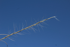 Aristida pansa