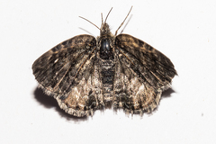 Dasyuris hectori