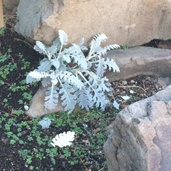 Jacobaea maritima