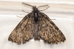 Aponotoreas orphnaea