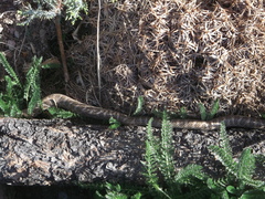 Arizona elegans