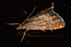 Glaucocharis epiphaea