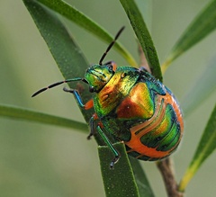 Lampromicra