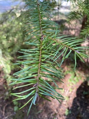 Contarinia pseudotsugae