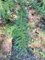 Contarinia pseudotsugae