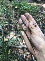 Rhynchospora corniculata