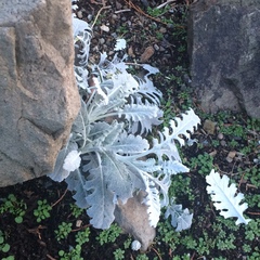 Jacobaea maritima