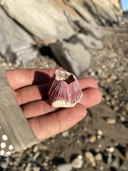 Megabalanus californicus