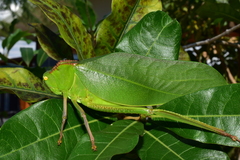 Steirodon