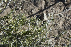 Condalia warnockii