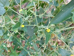 Cucumis myriocarpus