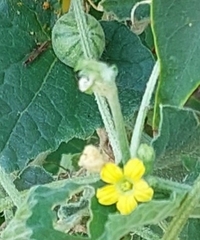 Cucumis myriocarpus
