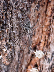 Argiope ocyaloides