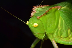 Steirodon