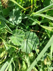 Alchemilla orbiculata