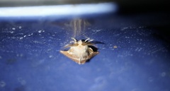 Malacosoma californica