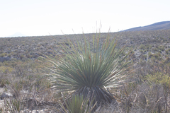 Dasylirion cedrosanum