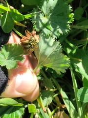 Alchemilla orbiculata