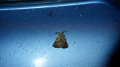 Malacosoma californica
