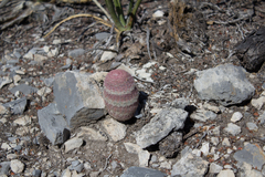 Echinocereus pectinatus pectinatus