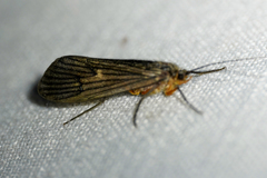 Dicosmoecus atripes