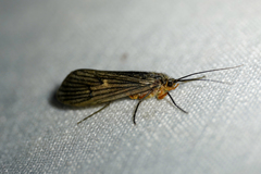 Dicosmoecus atripes