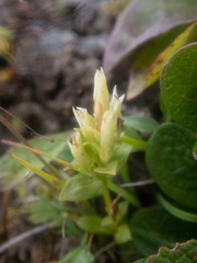 Gentianella propinqua