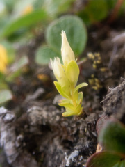 Gentianella propinqua