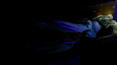 Amylocystis lapponica