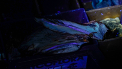 Amylocystis lapponica