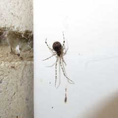 Cryptachaea gigantipes