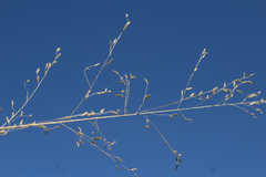 Eragrostis mexicana