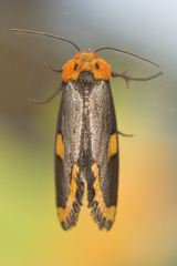 Chrysoecia morga