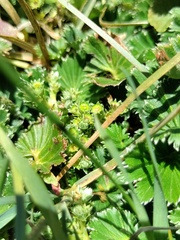 Alchemilla orbiculata