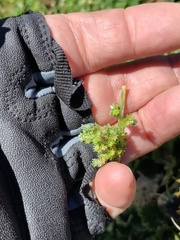 Alchemilla orbiculata