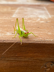 Conocephalus brevipennis