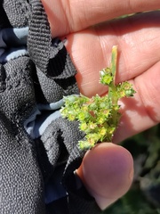 Alchemilla orbiculata