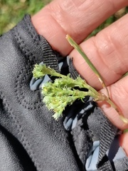 Alchemilla orbiculata