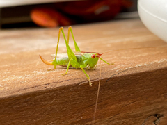 Conocephalus brevipennis